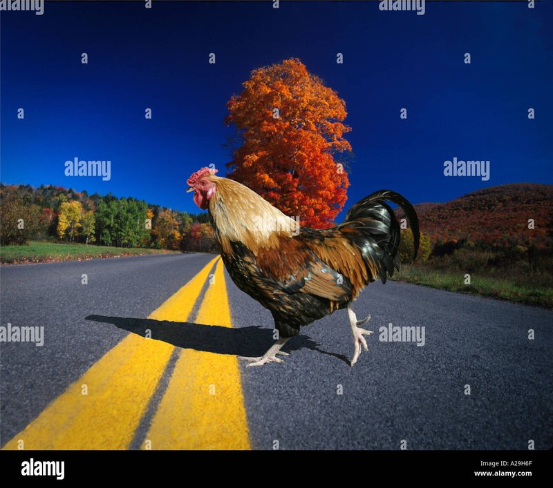 Chicken road slot, chicken road demo